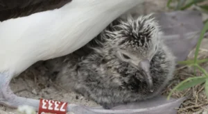 En 1956, un biologiste a bagué un albatros de Laysan sur une île du Pacifique - 70 ans plus tard, l'oiseau revient encore à la colonie